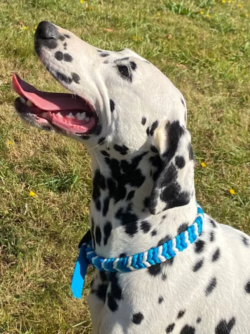 Accessoires au poil animaux fait main, fabrication en Normandie, collier pour chien 3 couleur snake belly