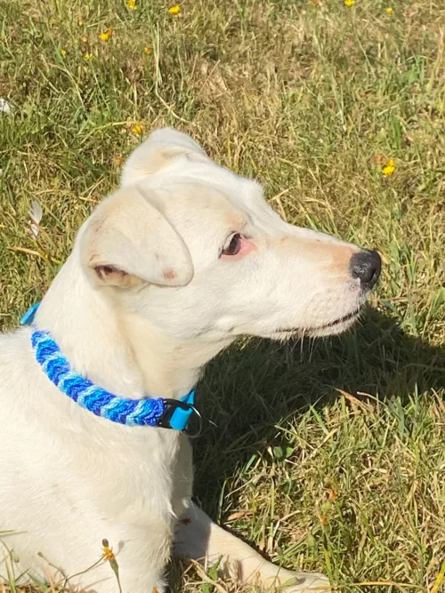 Accessoires au poil animaux fait main, fabrication en Normandie, collier pour chien 3 couleur snake belly