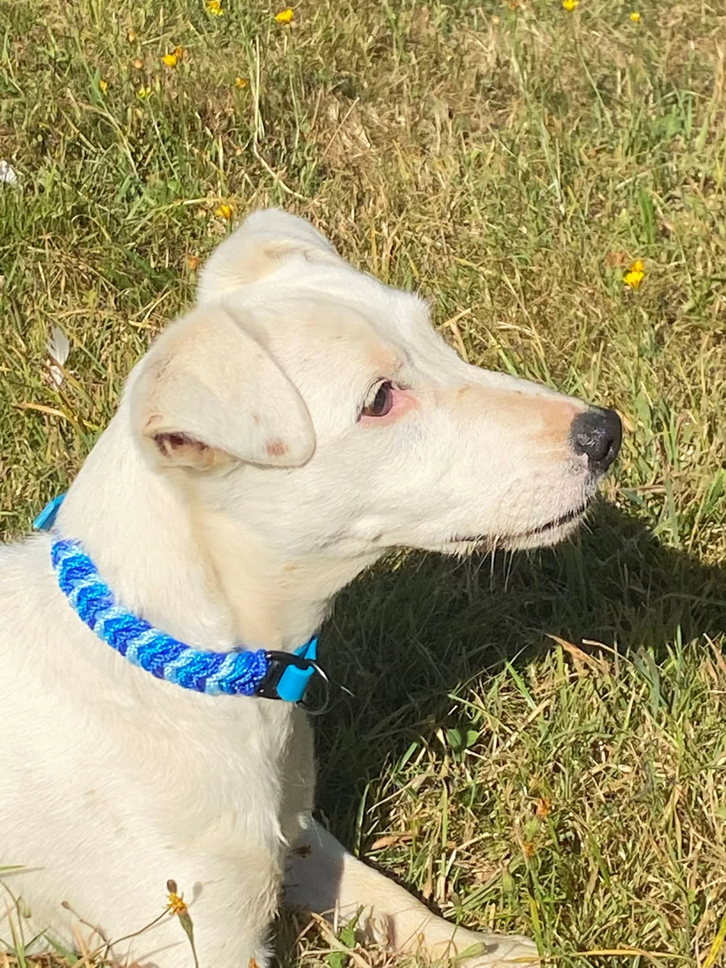 Accessoires au poil animaux fait main, fabrication en Normandie, collier pour chien 3 couleur snake belly