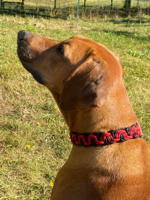 Accessoires au poil animaux fait main, fabrication en Normandie, collier pour chien Salomon noir et rouge
