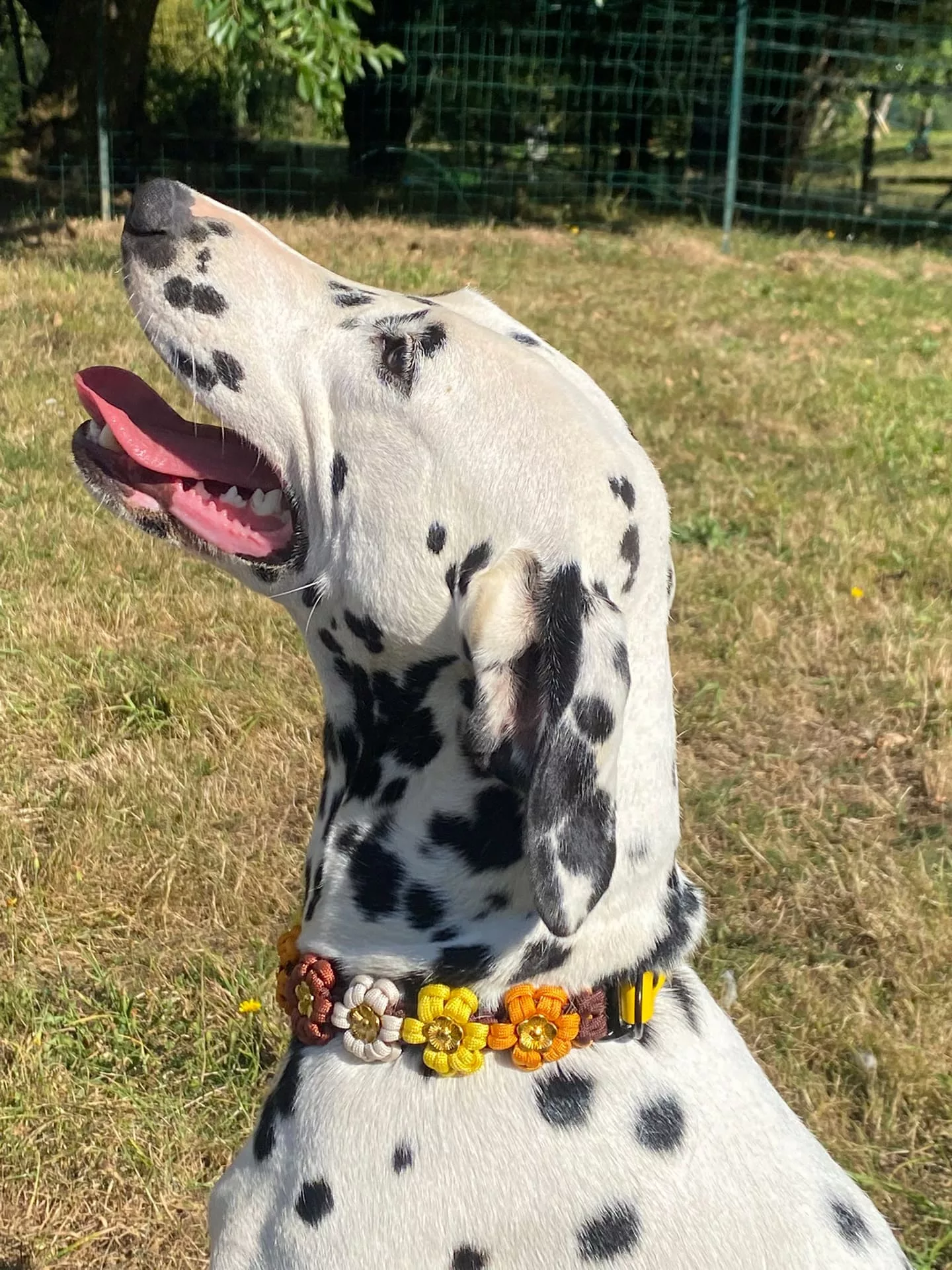 Accessoires au poil animaux fait main, fabrication en Normandie, collier pour chien aztec sunbar