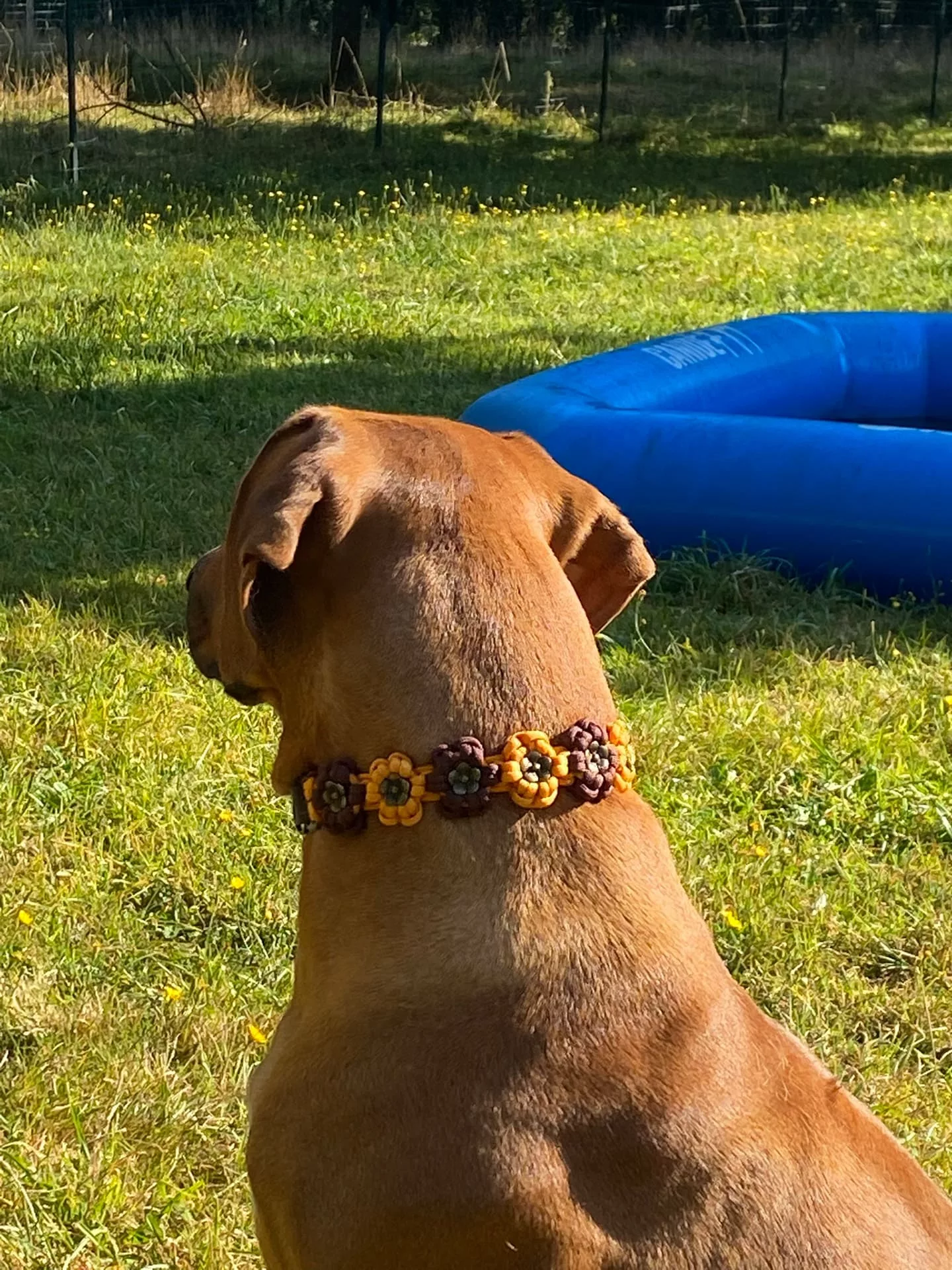 Accessoires au poil animaux fait main, fabrication en Normandie, collier pour chien aztec sunbar coloris orange