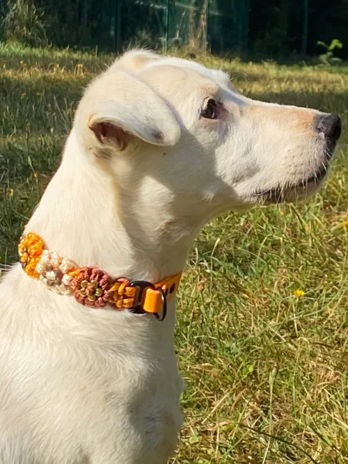 Accessoires au poil animaux fait main, fabrication en Normandie, collier pour chien aztec sunbar