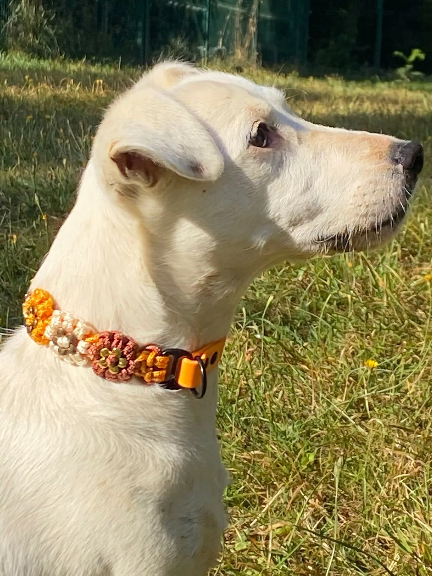 Accessoires au poil animaux fait main, fabrication en Normandie, collier pour chien aztec sunbar