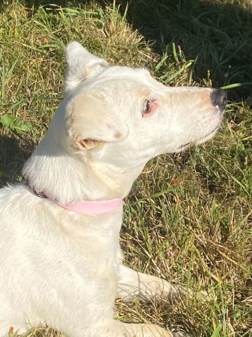 Accessoires au poil animaux fait main, fabrication en Normandie, collier pour chien en BioThane or et rose