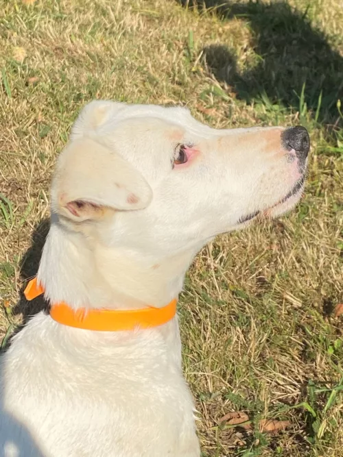 Accessoires au poil animaux fait main, fabrication en Normandie, collier pour chien en BioThane pêche