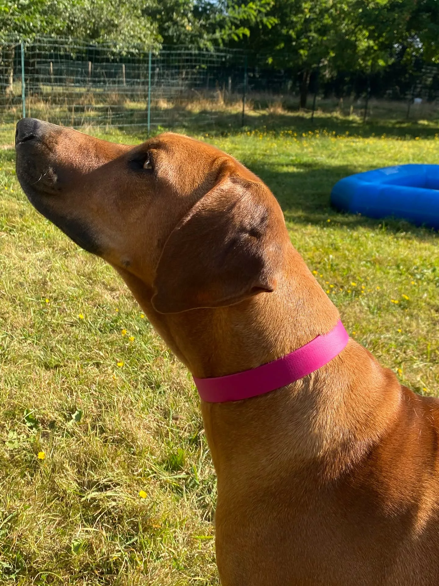 Accessoires au poil animaux fait main, fabrication en Normandie, collier pour chien en BioThane rose magenta