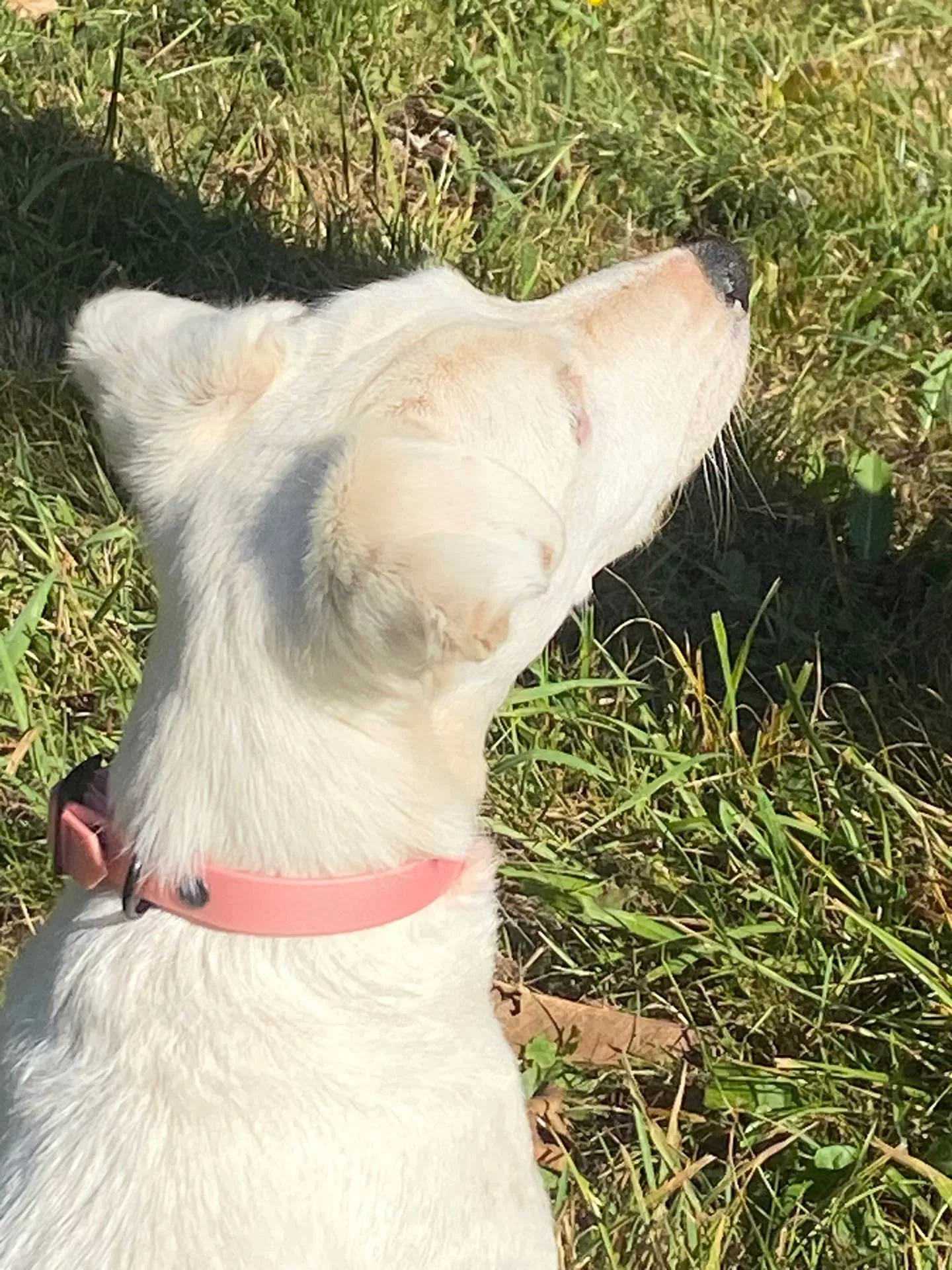 Accessoires au poil animaux fait main, fabrication en Normandie, collier pour chien en BioThane rose corail