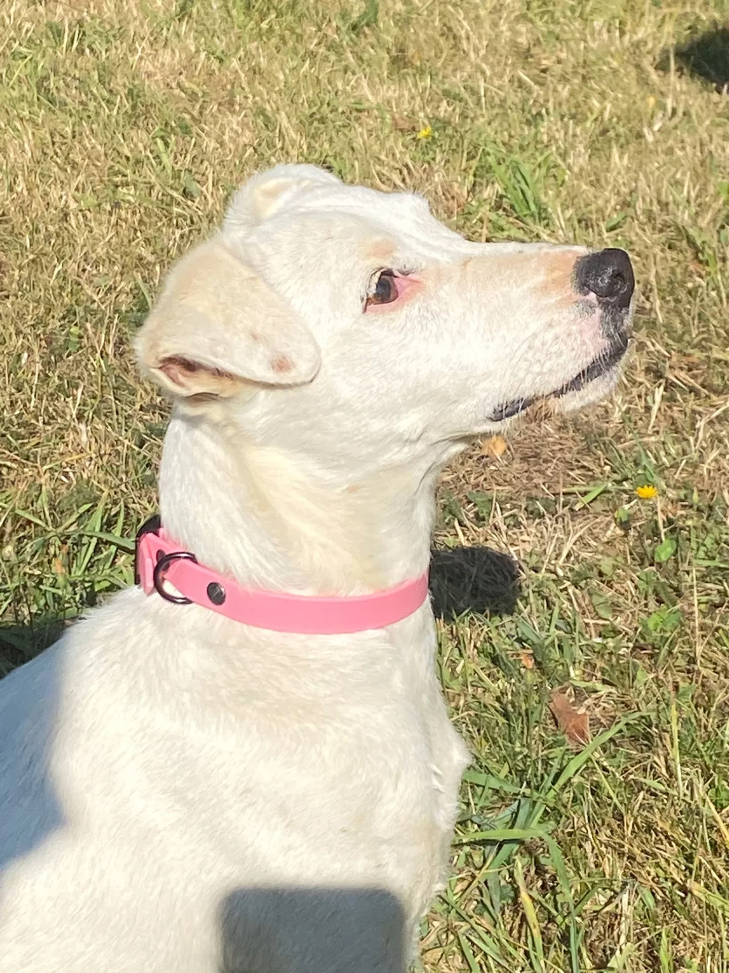 Accessoires au poil animaux fait main, fabrication en Normandie, collier pour chien en BioThane rose pastel