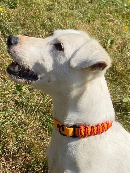 Accessoires au poil animaux fait main, fabrication en Normandie, collier pour chien Cascading Ladder coloris orange