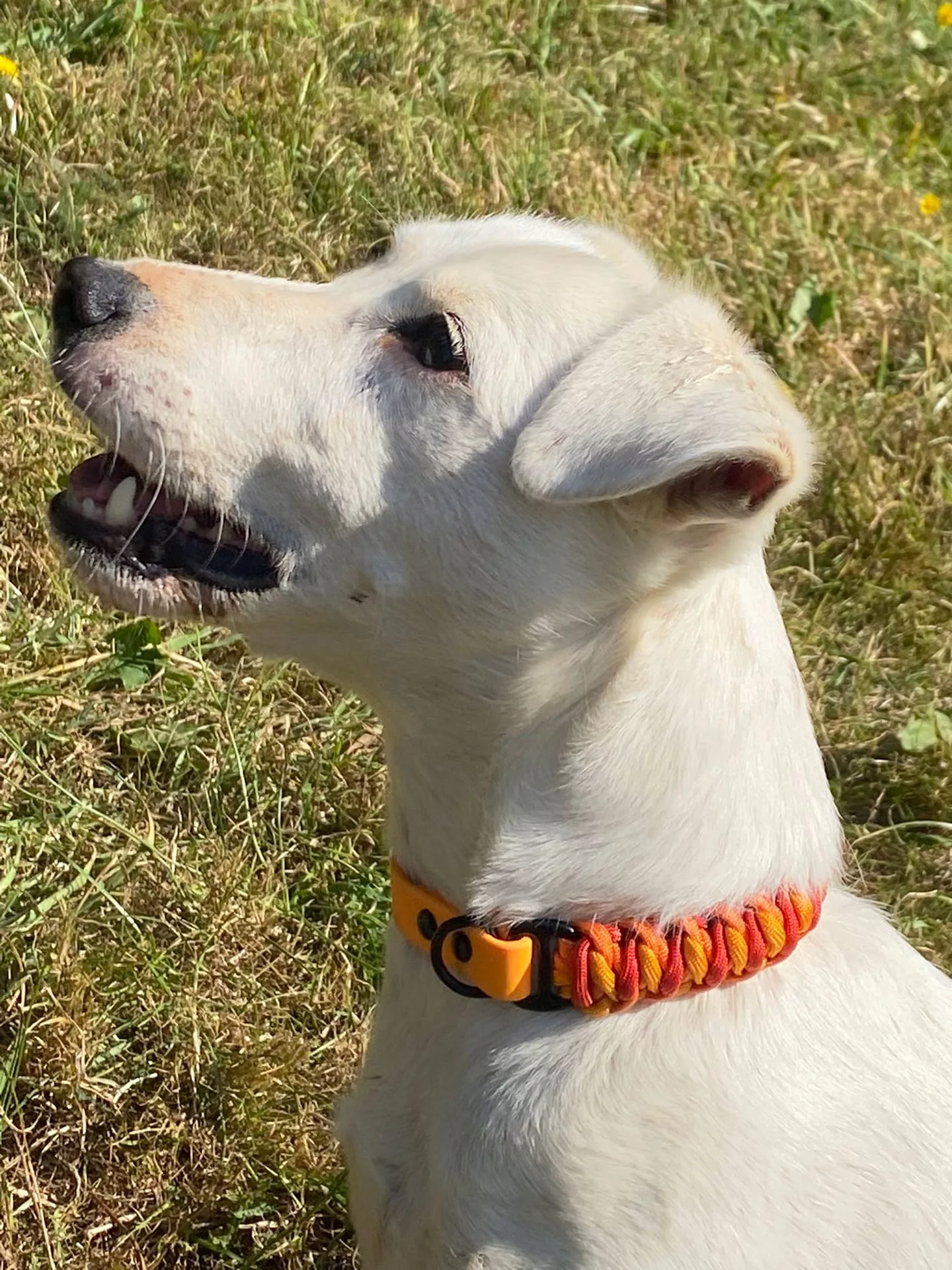 Accessoires au poil animaux fait main, fabrication en Normandie, collier pour chien Cascading Ladder coloris orange