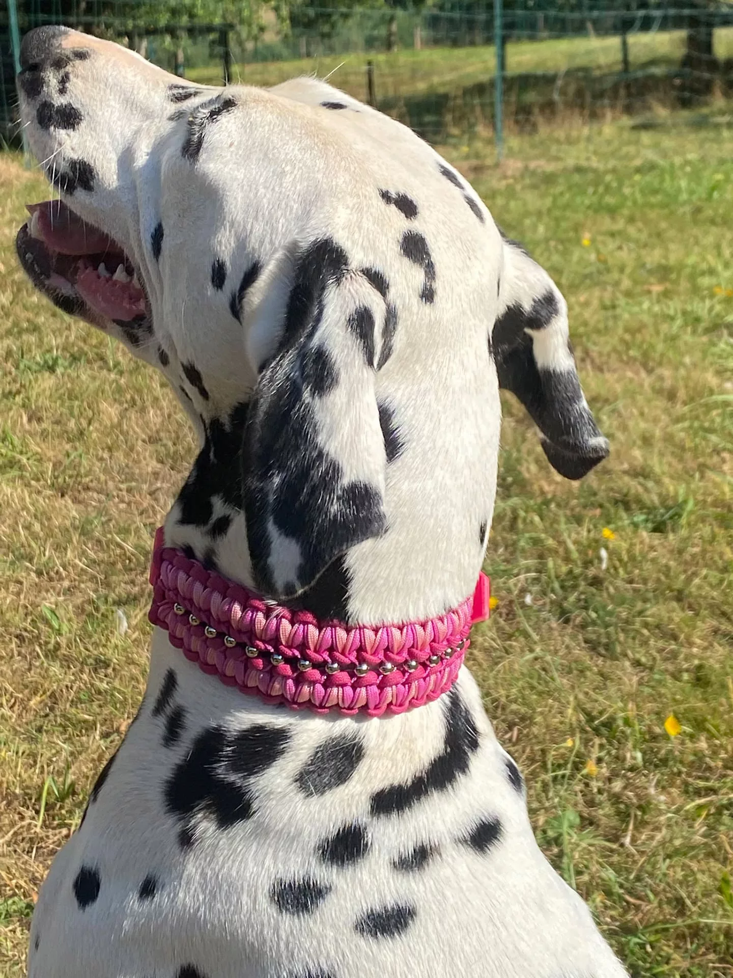 Accessoires au poil animaux fait main, fabrication en Normandie, collier pour chien Helmys First perles rose