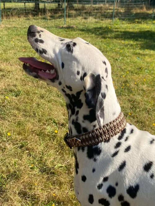 Accessoires au poil animaux fait main, fabrication en Normandie, collier pour chien Helmys First sans perle