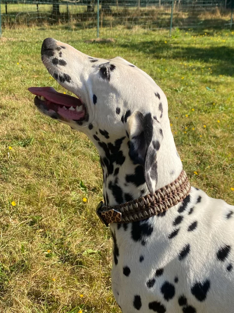 Accessoires_au_poil_animaux_fait_main_Normandie_Helmys_First_sans_perle