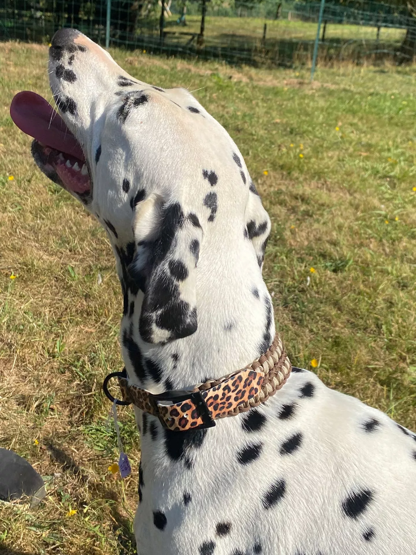 Accessoires au poil animaux fait main, fabrication en Normandie, collier pour chien Helmys First sans perle coloris leopard