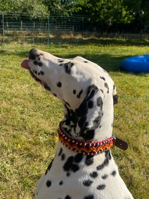 Accessoires au poil animaux fait main, fabrication en Normandie, collier pour chien Helmys indianer