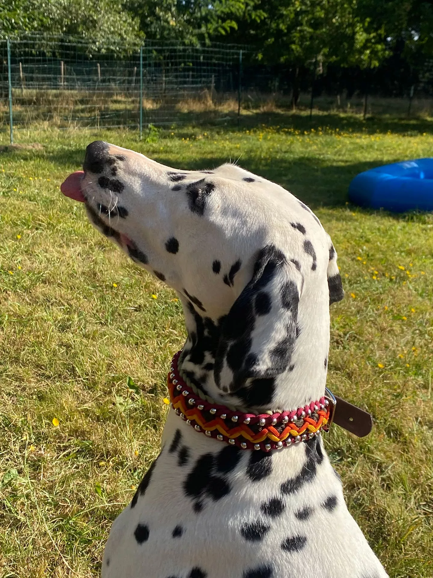 Accessoires au poil animaux fait main, fabrication en Normandie, collier pour chien Helmys indianer