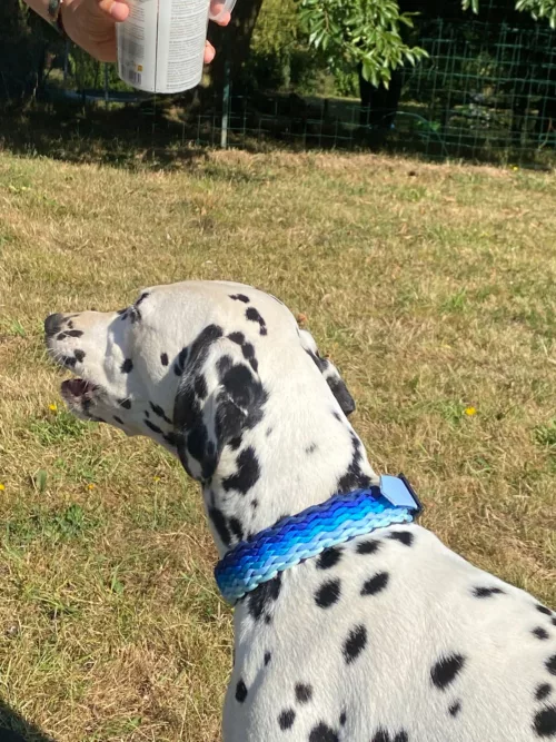 Accessoires au poil animaux fait main, fabrication en Normandie, collier pour chien Lottes end less Falls bleu