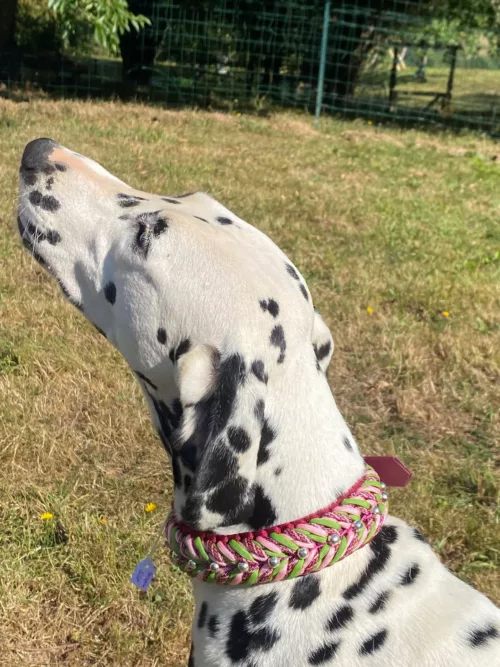 Accessoires au poil animaux fait main, fabrication en Normandie, collier pour chien Mariposa rose avec perles