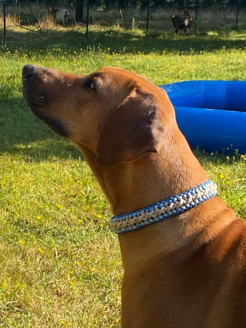 Accessoires au poil animaux fait main, fabrication en Normandie, collier pour chien Parastoer bleu et sable