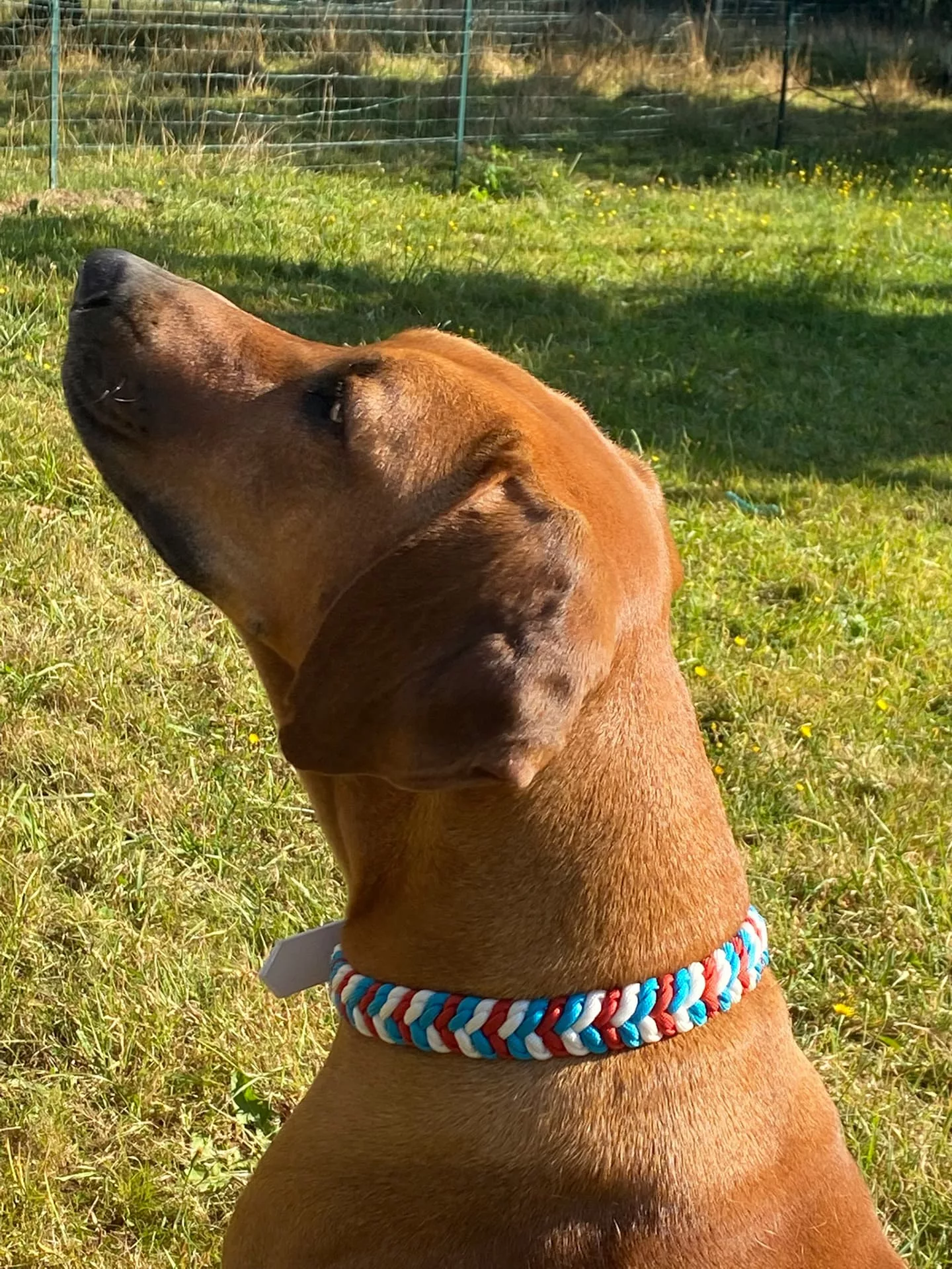 Accessoires au poil animaux fait main, fabrication en Normandie, collier pour chien snake belly Hawaien