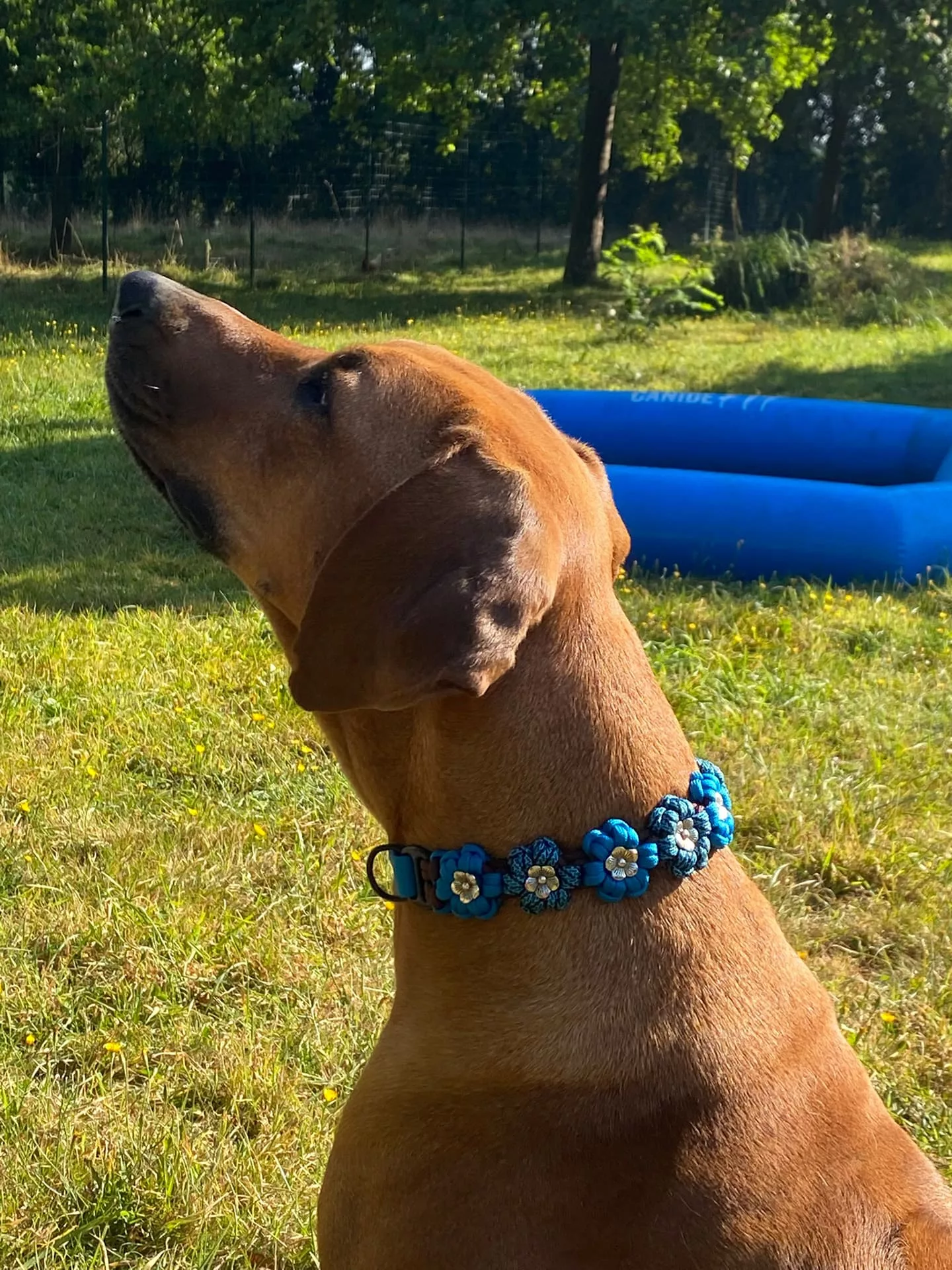 Accessoires au poil animaux fait main, fabrication en Normandie, collier pour chien aztec sunbar coloris bleu