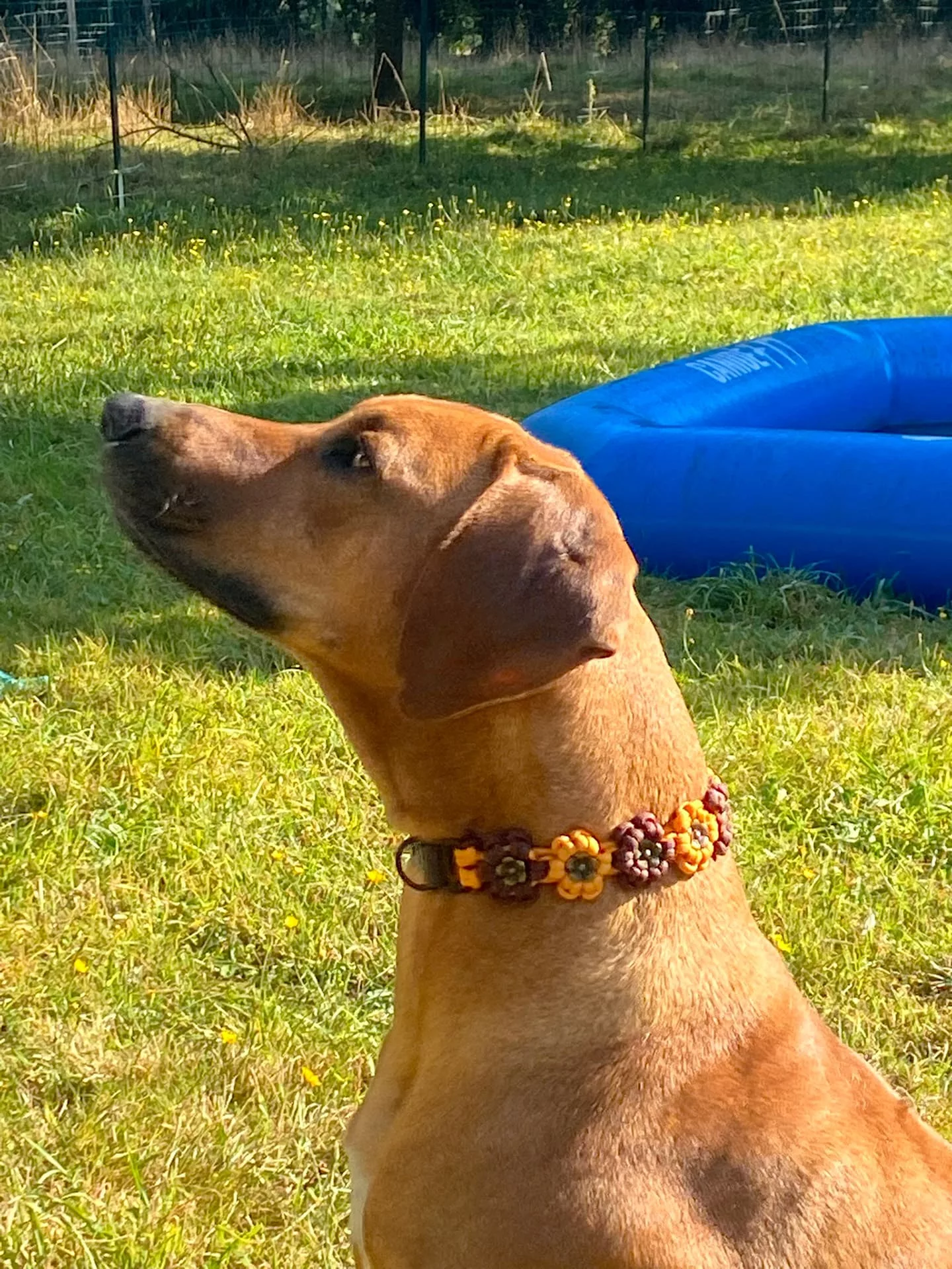 Accessoires au poil animaux fait main, fabrication en Normandie, collier pour chien aztec sunbar coloris orange