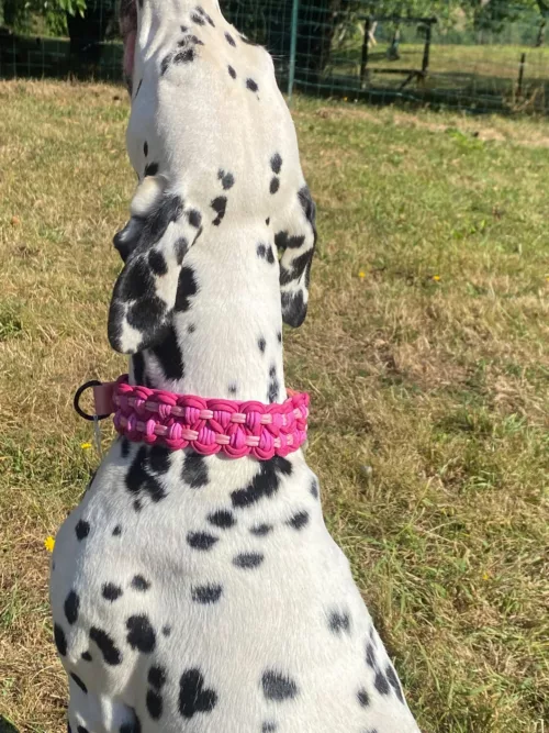 Accessoires au poil animaux fait main, fabrication en Normandie, collier pour chien double KBK Barrose