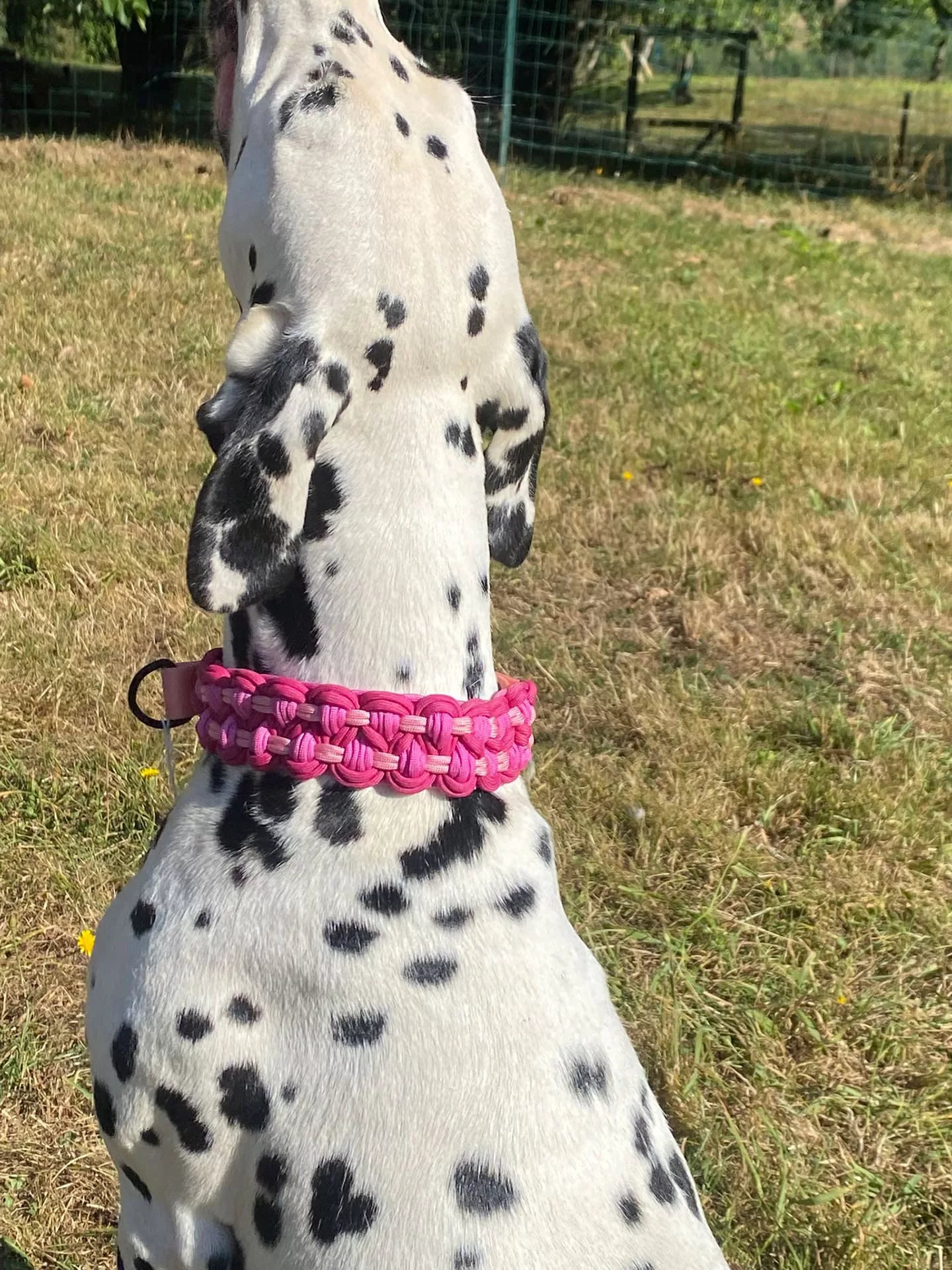 Accessoires au poil animaux fait main, fabrication en Normandie, collier pour chien double KBK Barrose