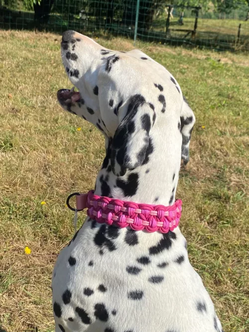 Accessoires au poil animaux fait main, fabrication en Normandie, collier pour chien double KBK Barrose semi étrangleur