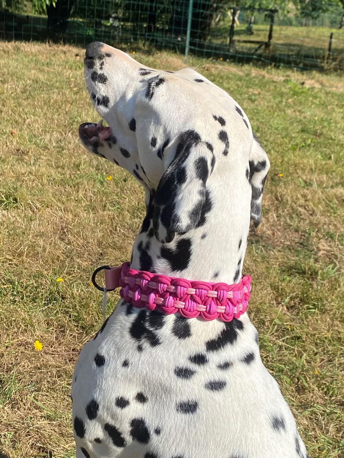 Accessoires au poil animaux fait main, fabrication en Normandie, collier pour chien double KBK Barrose semi étrangleur