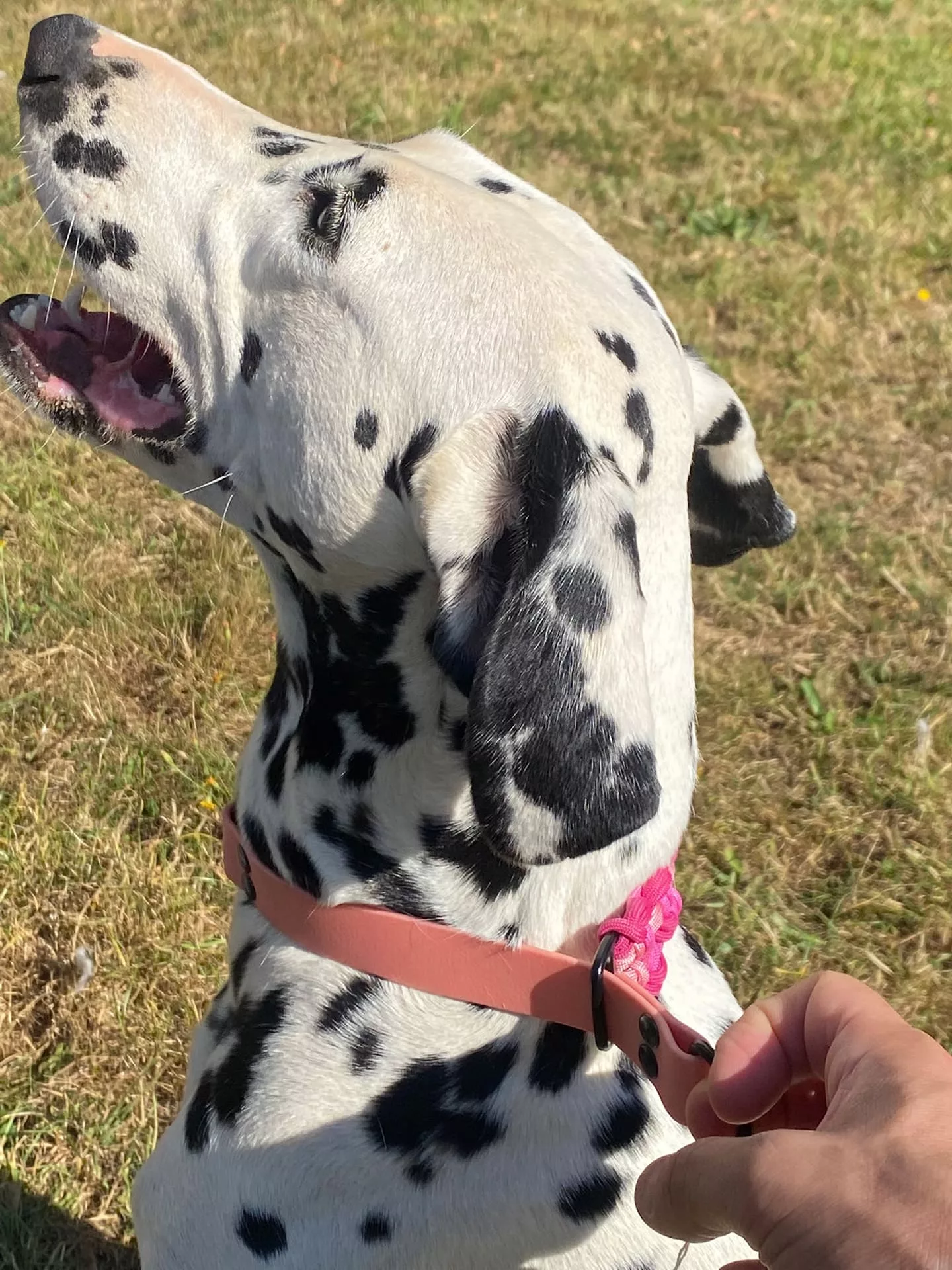Accessoires au poil animaux fait main, fabrication en Normandie, collier pour chien double KBK Barrose semi étrangleur