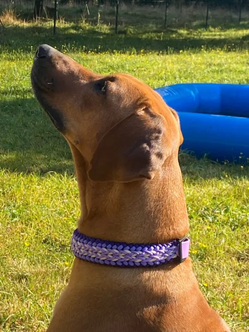 Accessoires au poil animaux fait main, fabrication en Normandie, collier pour chien elite violet