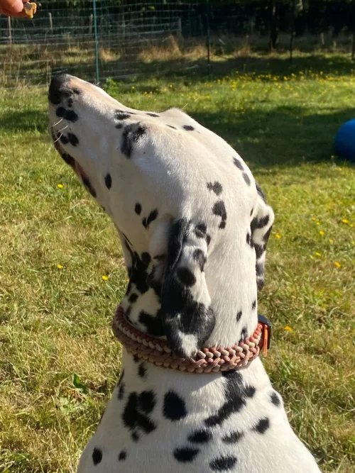 Accessoires au poil animaux fait main, fabrication en Normandie, collier pour chien Parastoer bronze