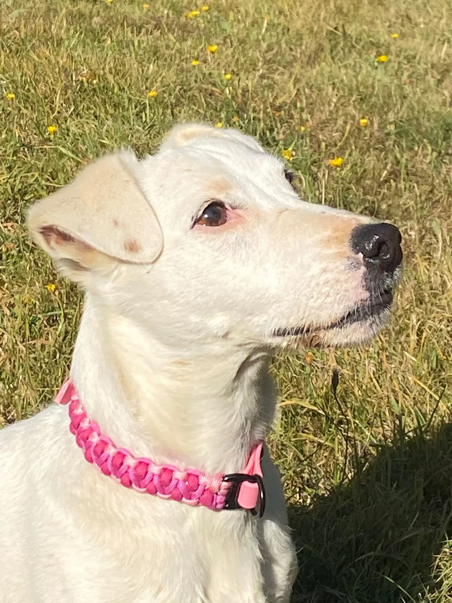 Accessoires au poil animaux fait main, fabrication en Normandie, collier pour chien salomon dragon rose