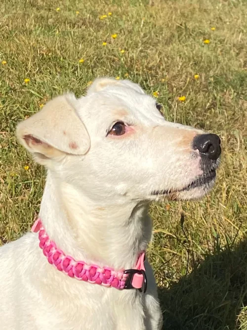 Accessoires au poil animaux fait main, fabrication en Normandie, collier pour chien salomon dragon rose et blanc