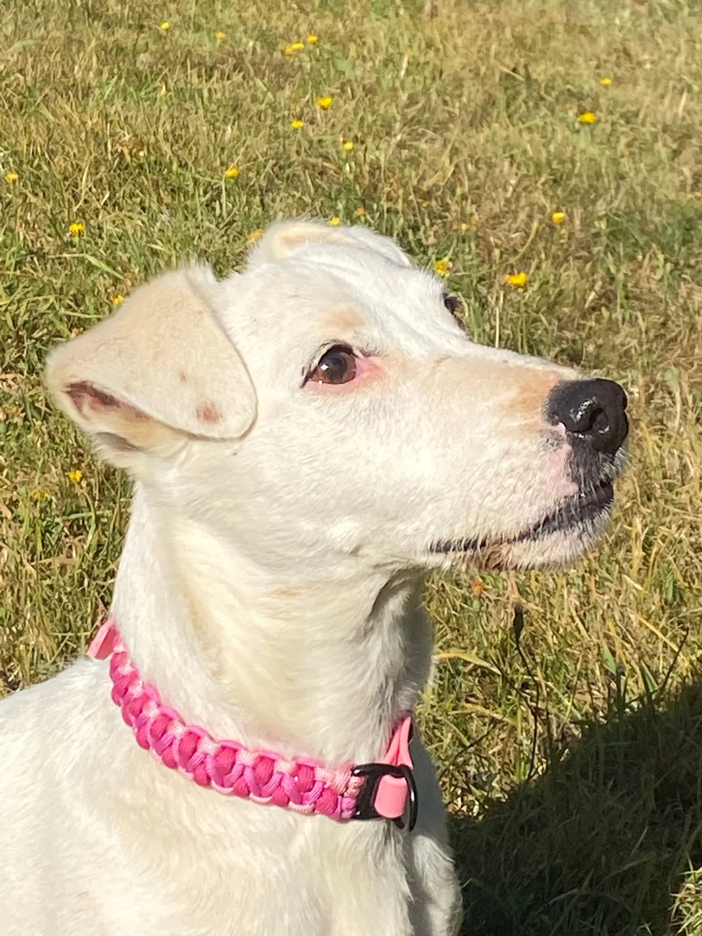 Accessoires au poil animaux fait main, fabrication en Normandie, collier pour chien salomon dragon rose et blanc