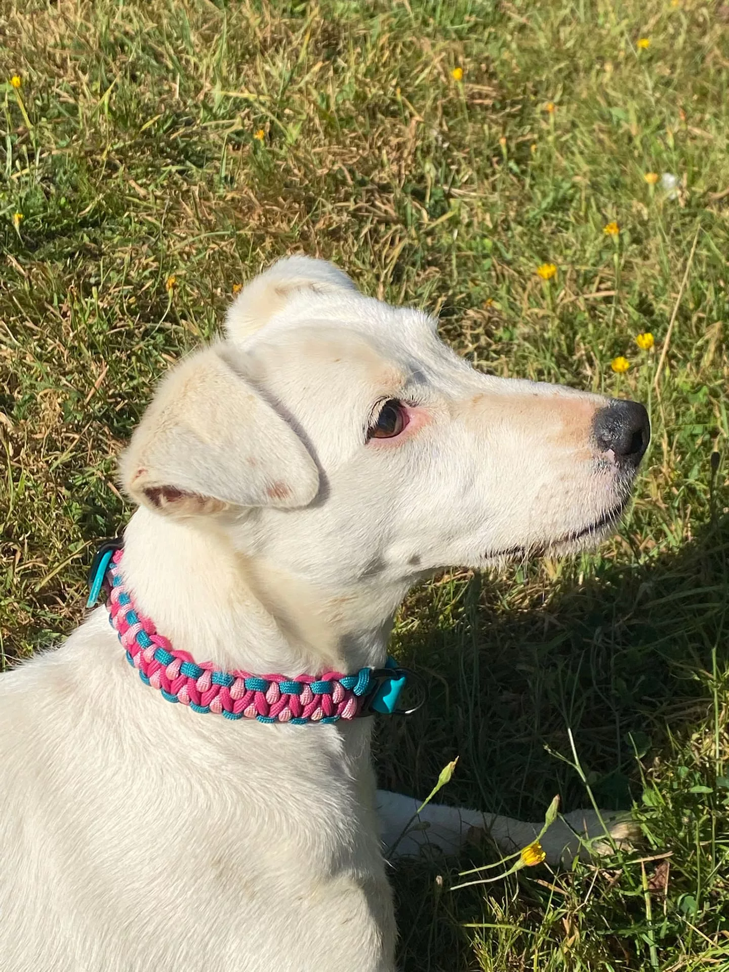 Accessoires au poil animaux fait main, fabrication en Normandie, collier pour chien salomon dragon teal et rose