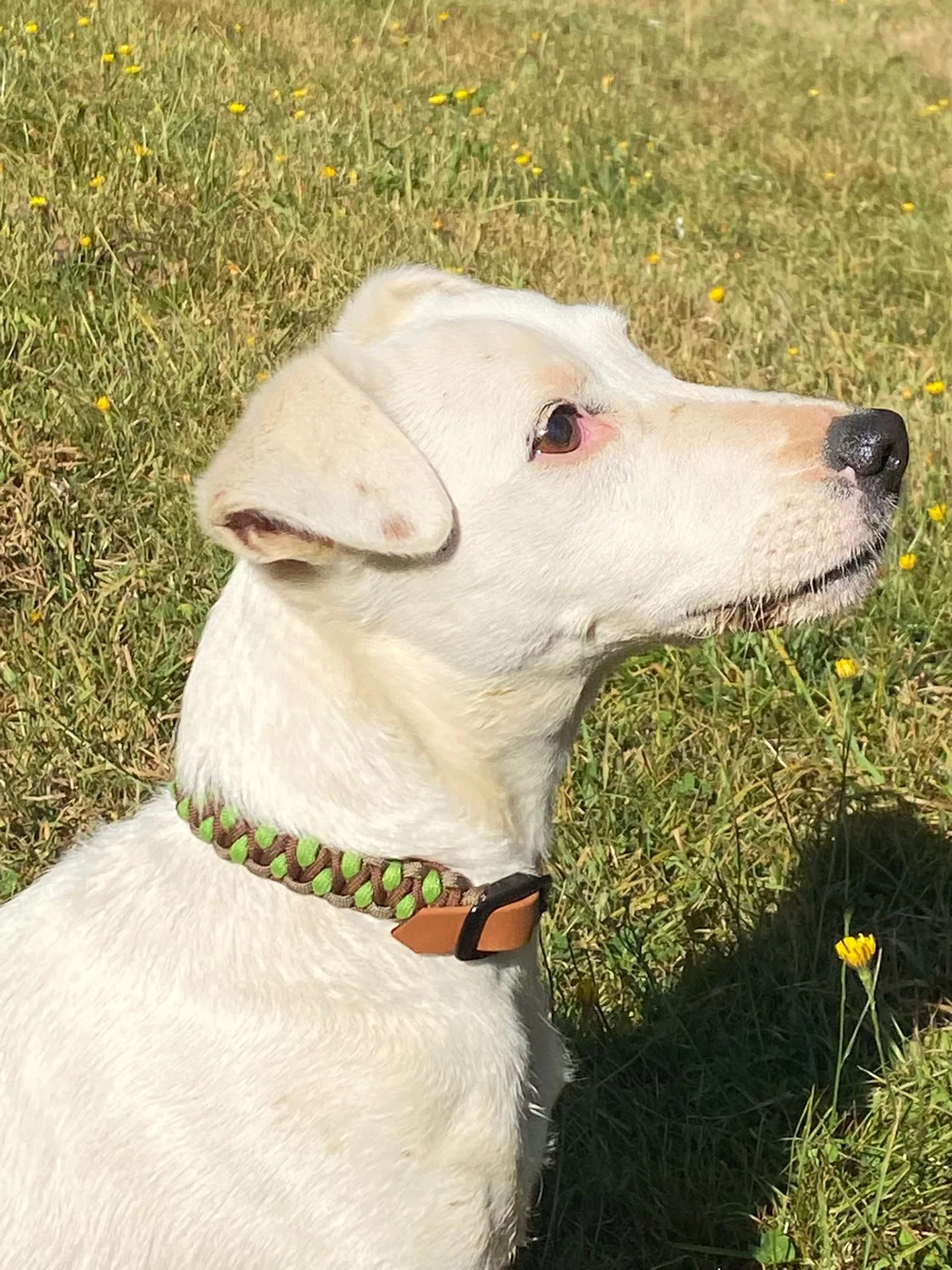Accessoires au poil animaux fait main, fabrication en Normandie, collier pour chien salomon dragon vert et marron