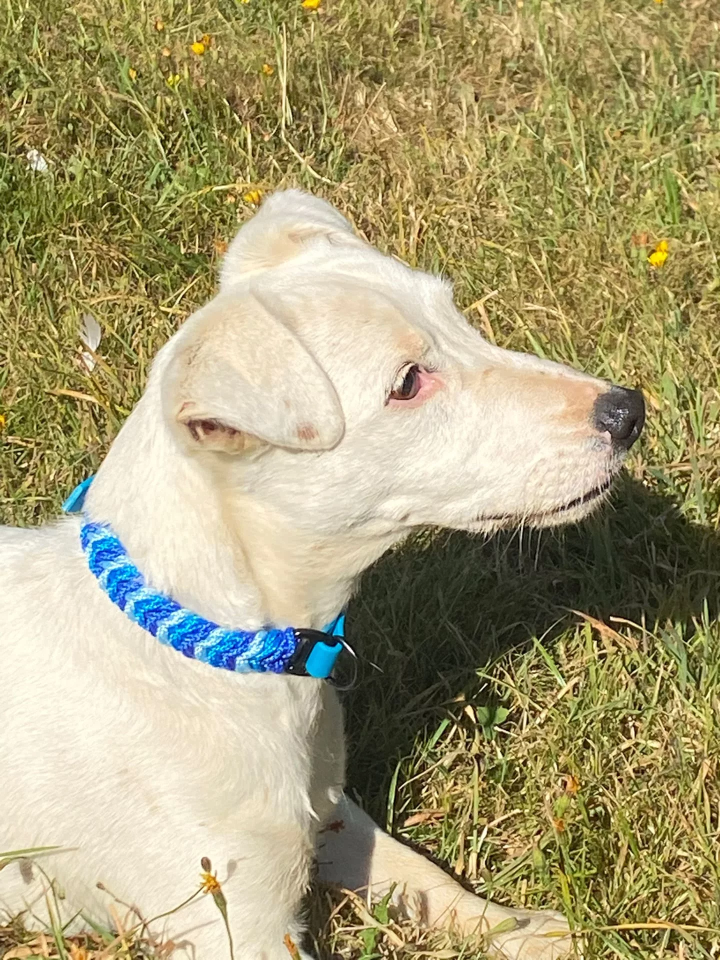 Accessoires au poil animaux fait main, fabrication en Normandie, collier pour chien snake belly typeII perles bleu