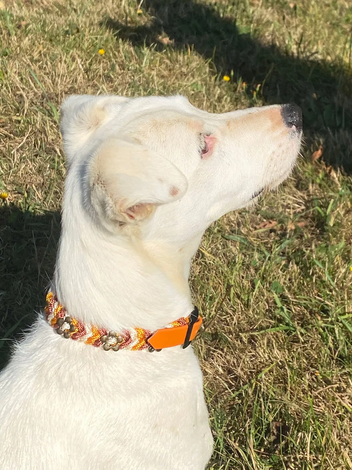 Accessoires au poil animaux fait main, fabrication en Normandie, collier pour chien snake belly typeII perles