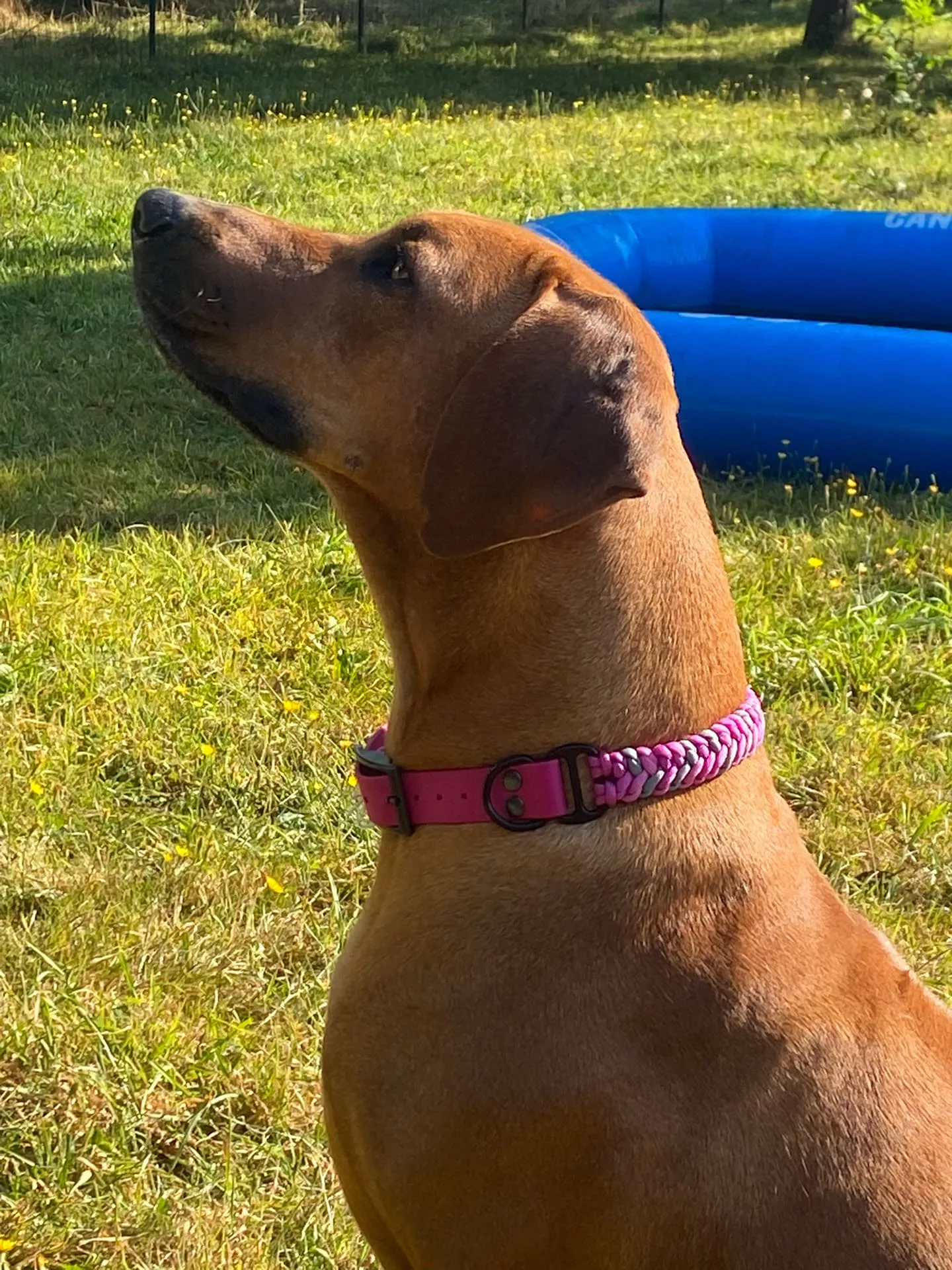 Accessoires au poil animaux fait main, fabrication en Normandie, collier pour chien snake belly rose et gris avec BioThane rose passion