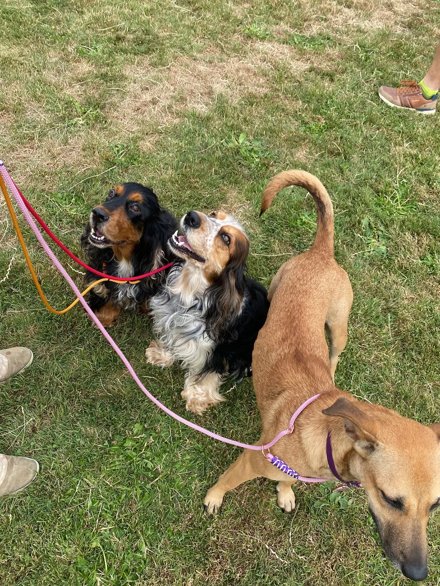 Accessoires au poil animaux fait main, fabrication en Normandie, laisse lasso sur 3 chiens