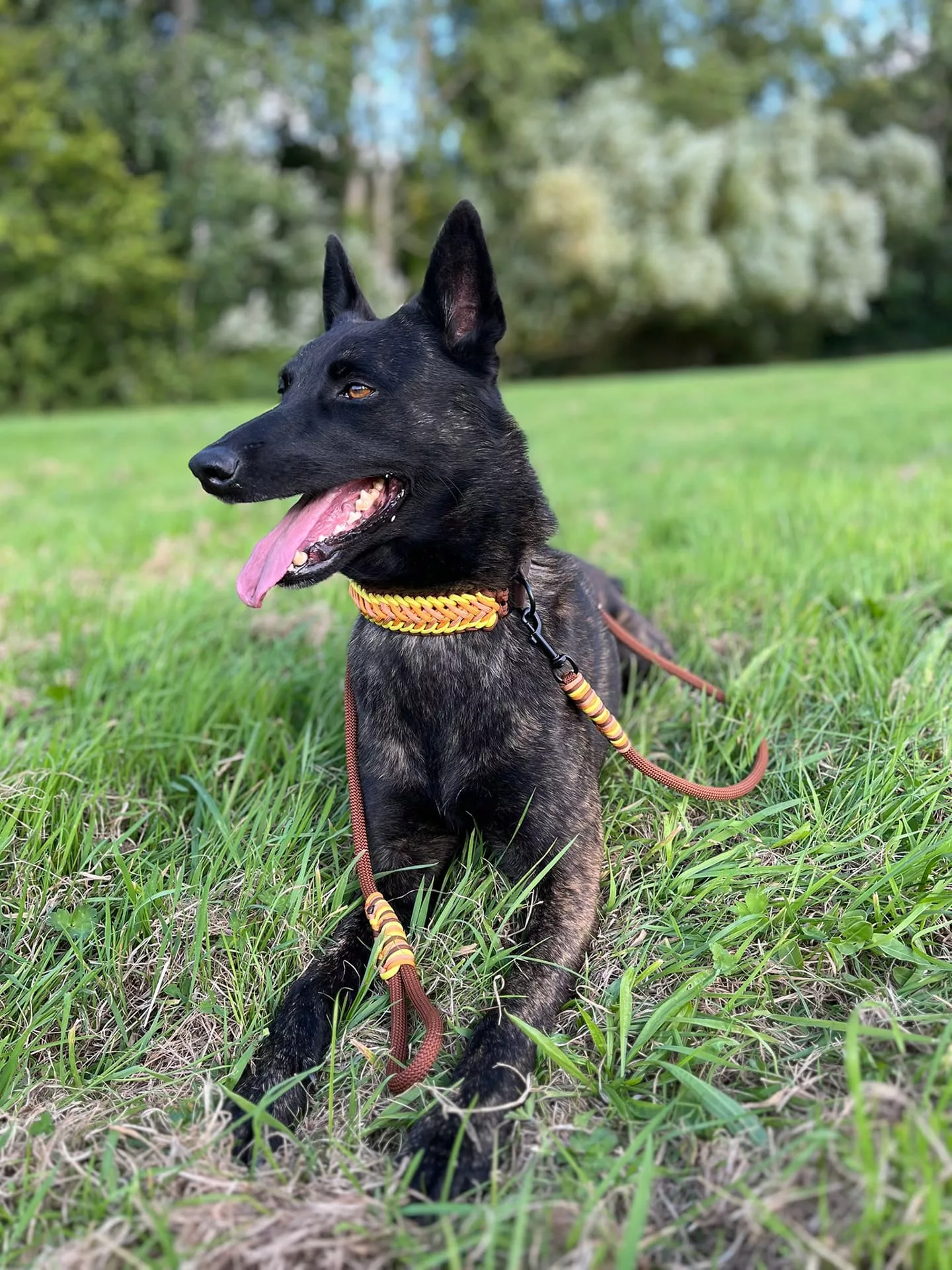 Accessoires au poil animaux fait main, fabrication en Normandie, collier pour chien type "Water Wave"