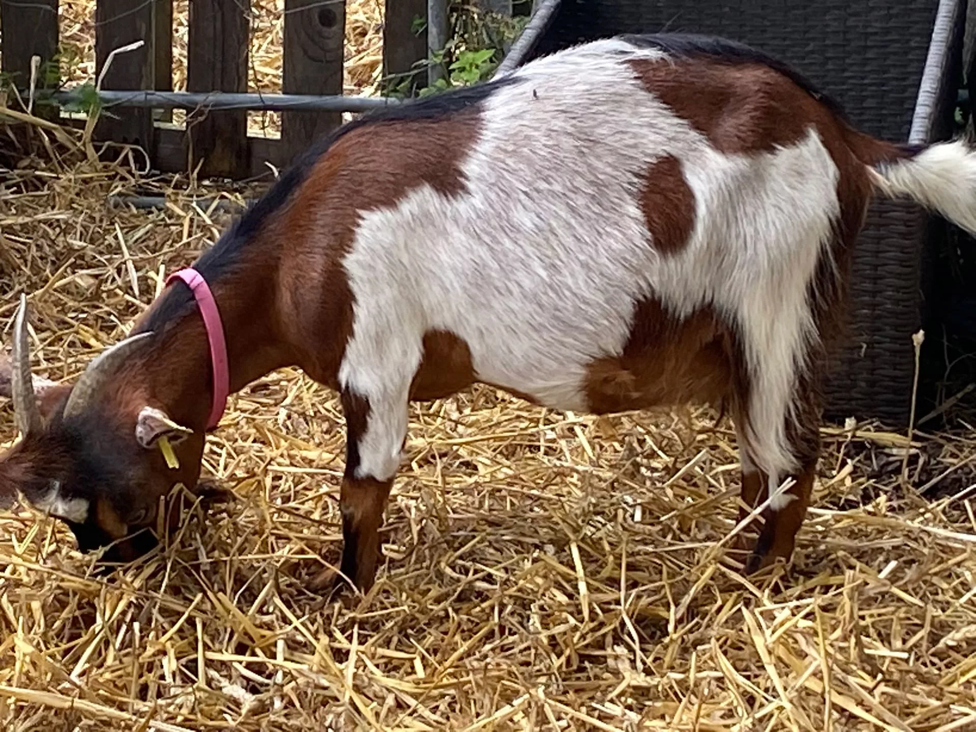 Accessoires au poil animaux fait main, fabrication en Normandie, collier pour chèvre coloris rose passion
